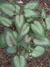 Persicaria microcephala "Silver Dragon"